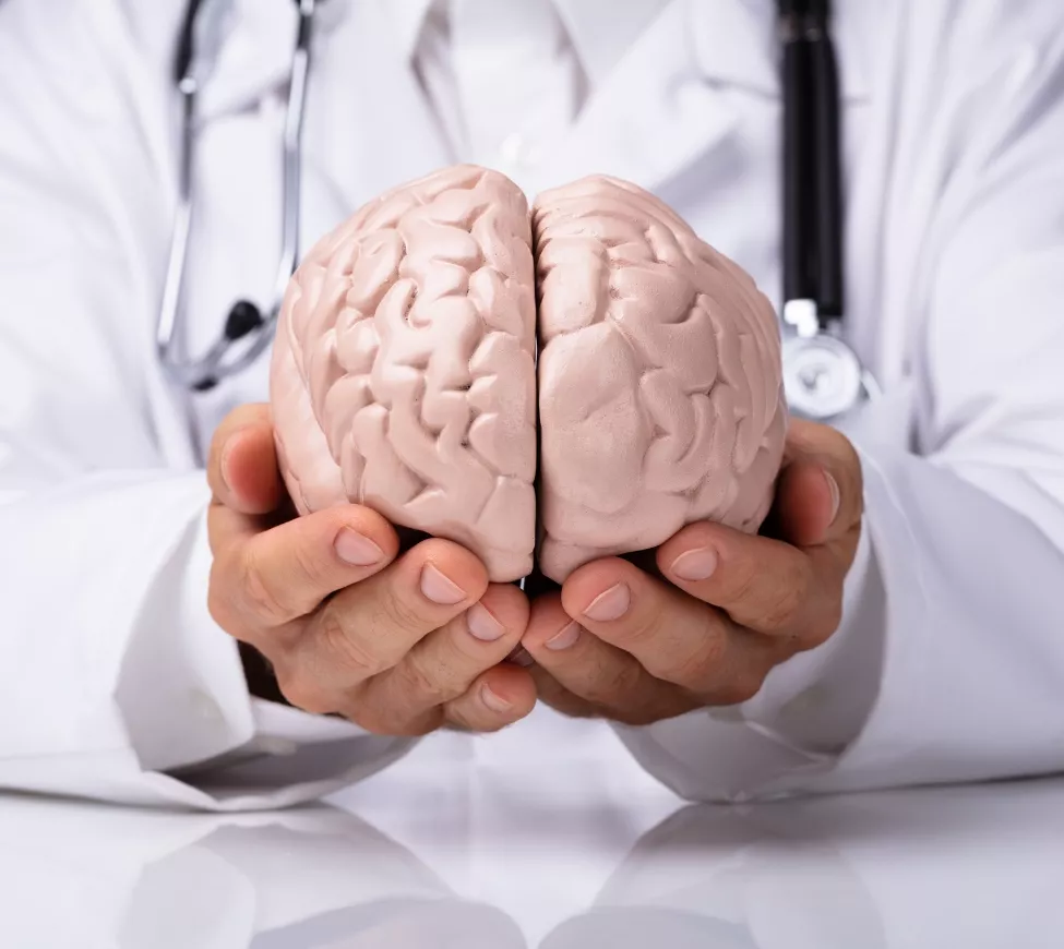 makieta mózgu w dłoniach lekarza